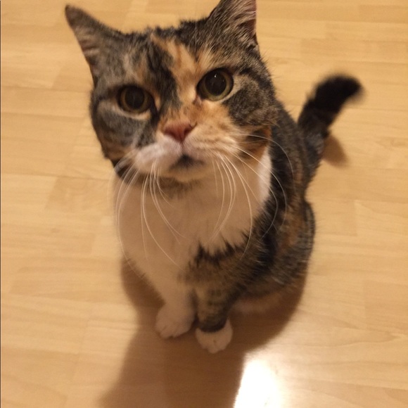 Big Mama Kitty!! 🐾🐾🐱😻🐾🐾Rescue Kitty !! - Picture 5 of 12